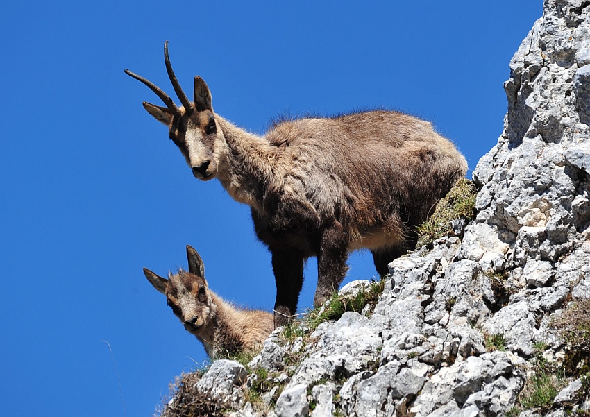 Camoscio d''Abruzzo Rupicapra pyrenaica ornata